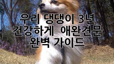 우리 댕댕이 3년 건강하게! 🐶 #애완견문 완벽 가이드